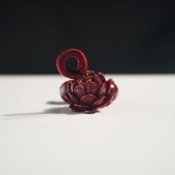 朱砂小莲花 Cinnabar Lotus